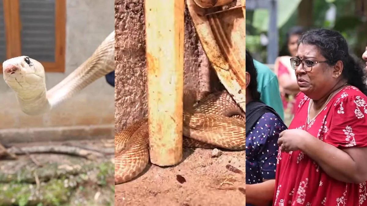 snake-