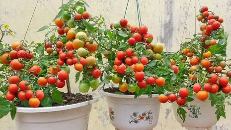 tomato-farming.1.4082438