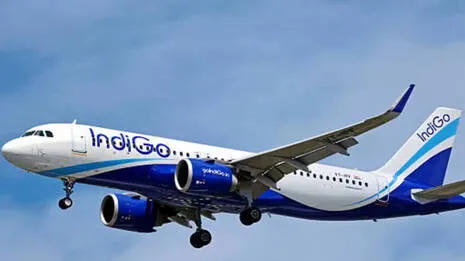 indigo.1.4079253