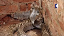 kazhakkoottam-vava-suresh-cobra-snake-rescue