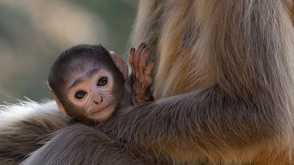monkey