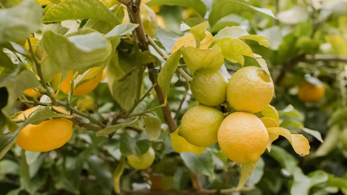 lemon-tree