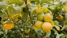 lemon-tree