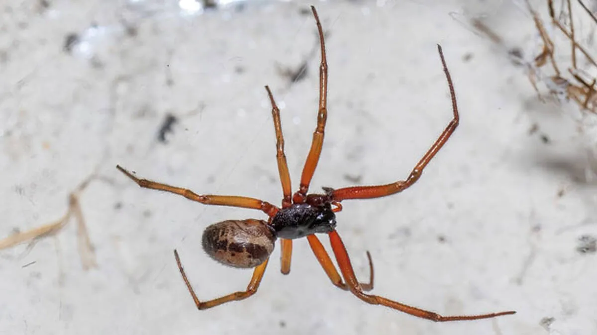 noble-false-widow