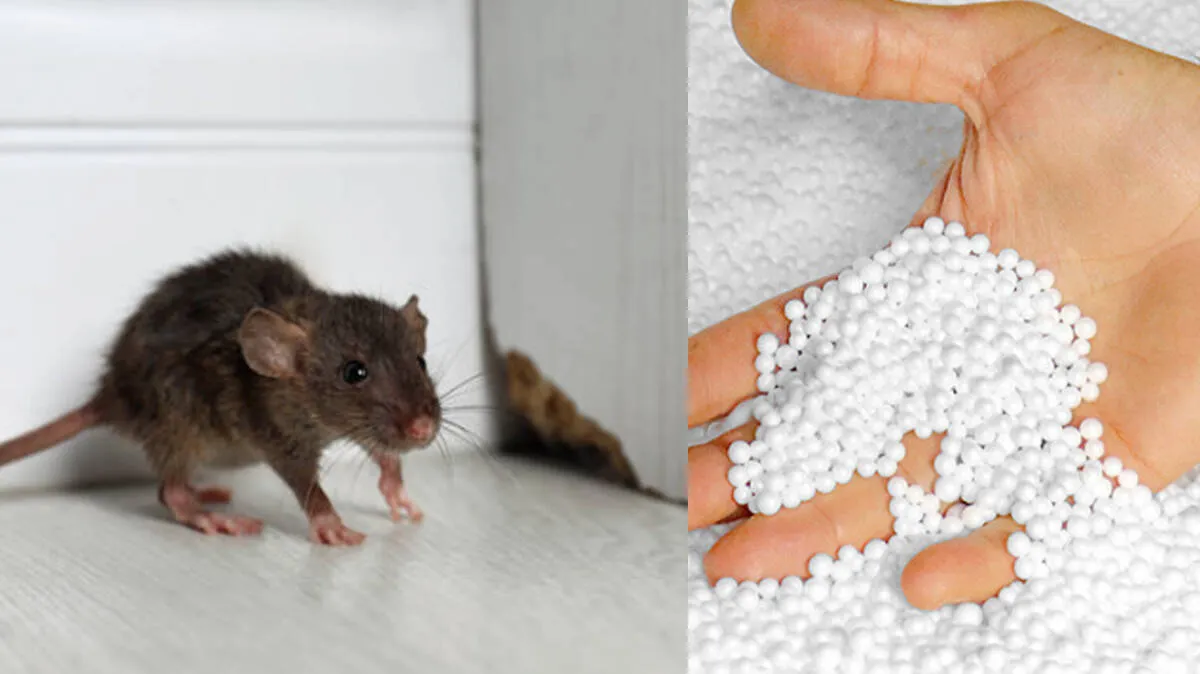 rat
