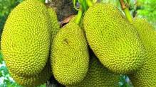 nit-rourkela-researchers-discover-benefits-of-jackfruit-rind