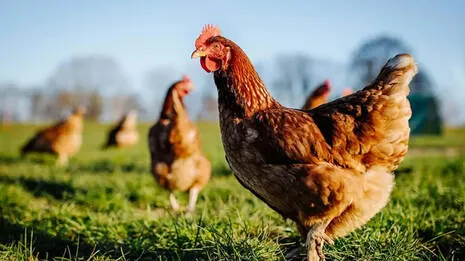 hen.1.4082209