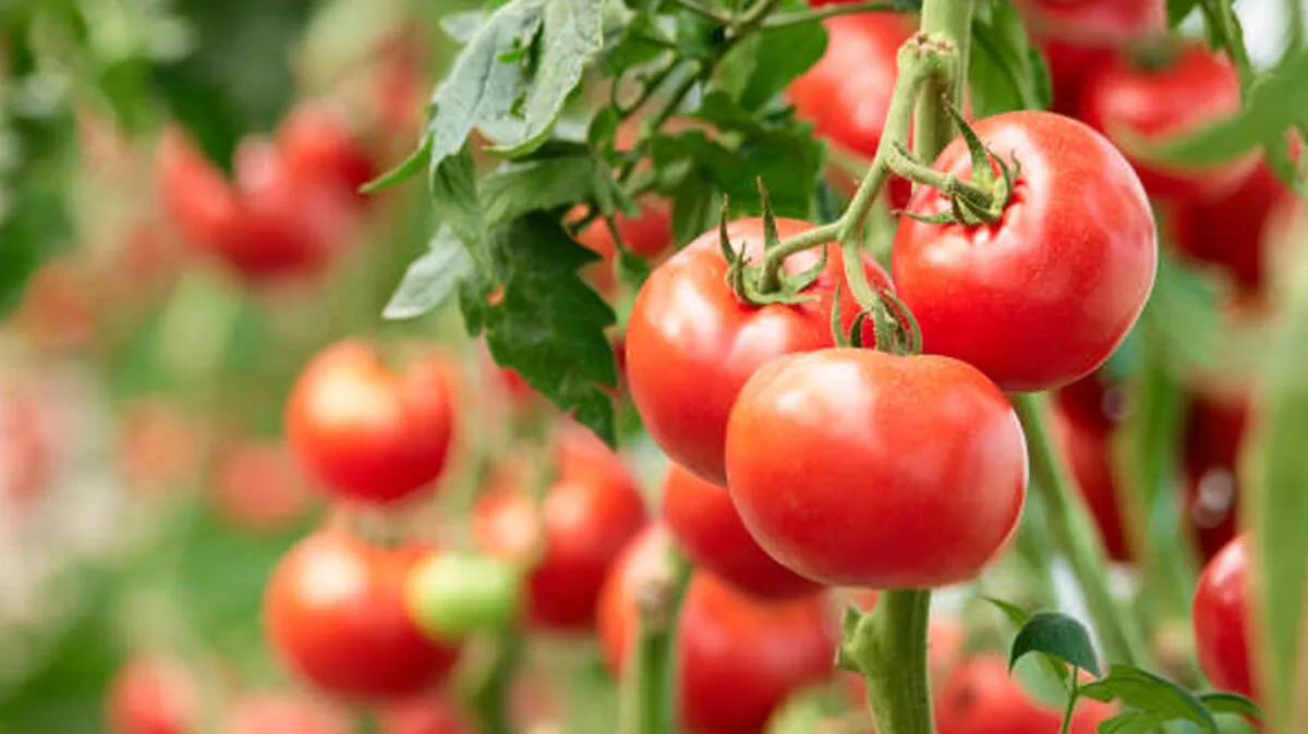 tomato-plant