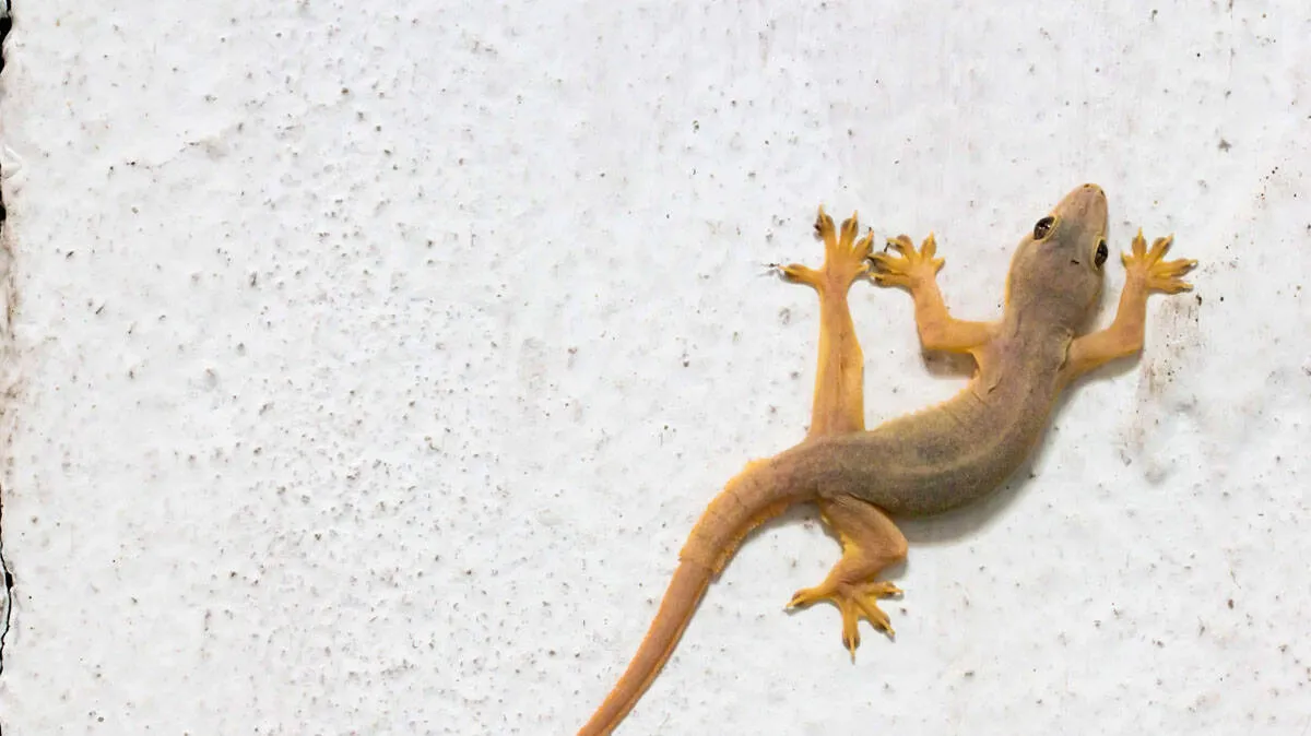 lizards