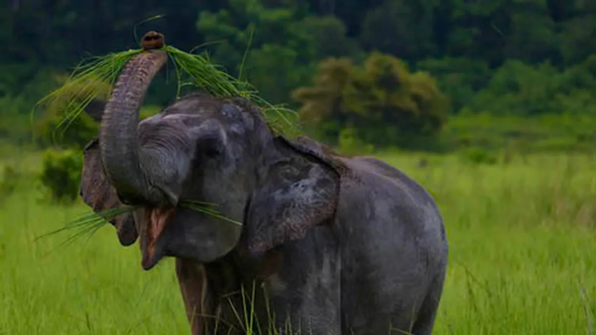 wild-elephant