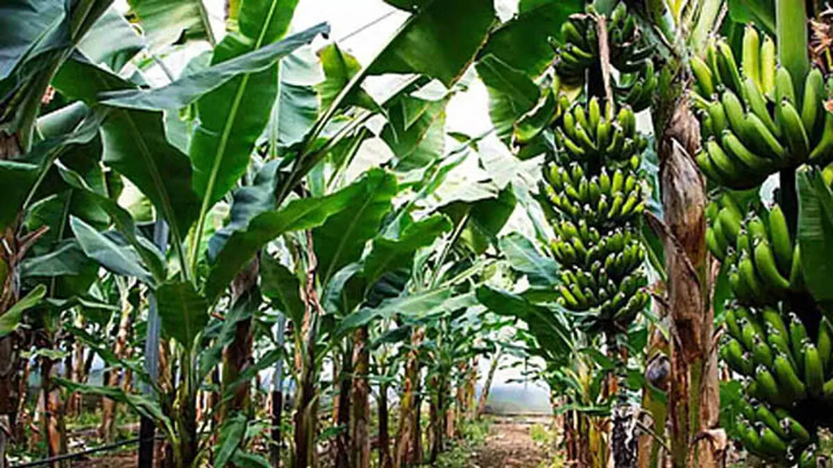 banana-farm