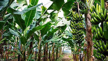 wayanad-nendran-banana-farmers-crisis