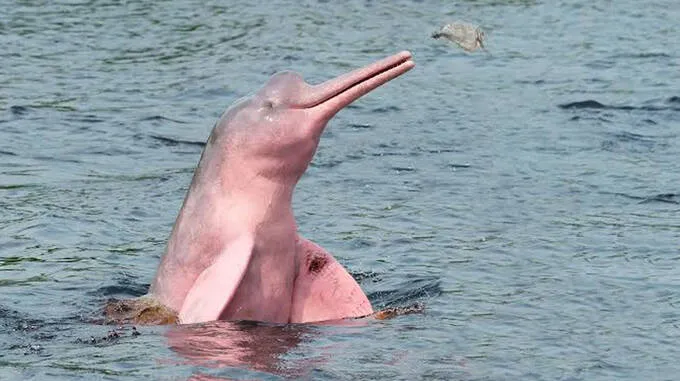 pink-dolphins