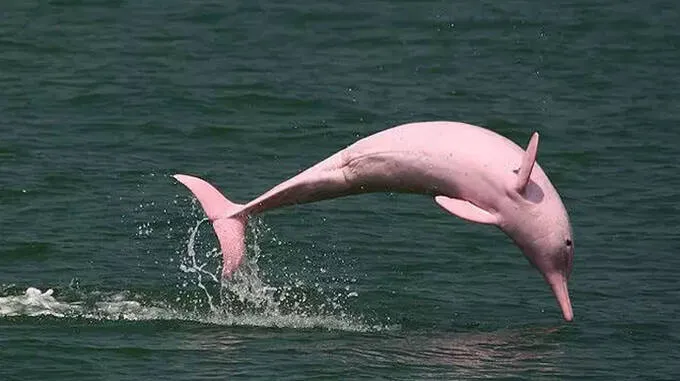 pink-dolphins
