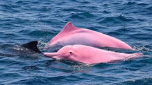 pink-dolphin-oman-sea-rare-sighting