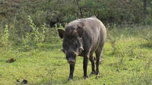 pullankode-estate-tiger-scare-pig-carcass