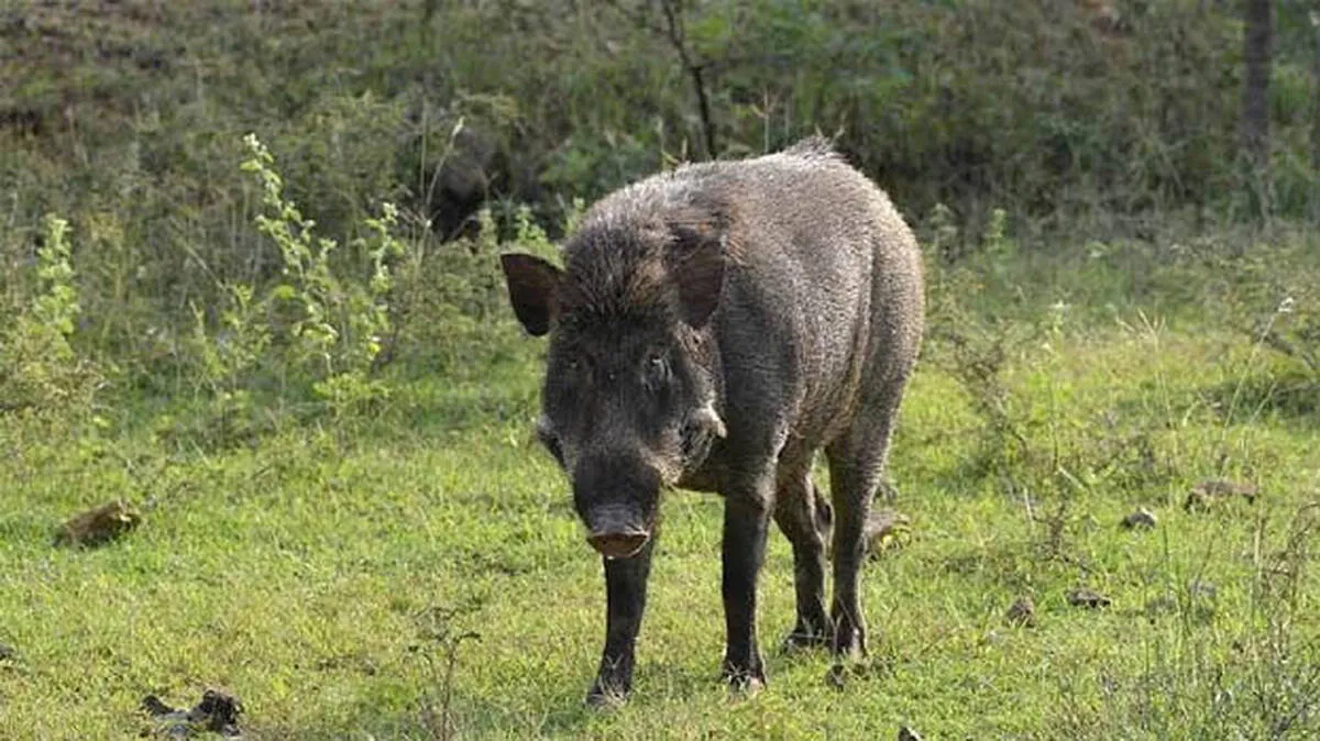 wild-boar