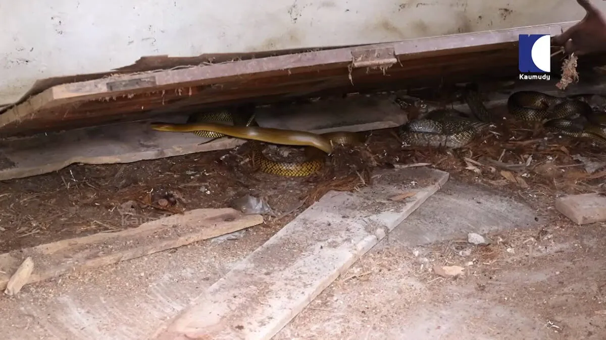 snake