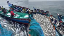 fish-sells-for-record-price-12-crore-business-in-just-three-days