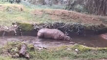 thiruvananthapuram-zoo-rhino-shambhu-dies