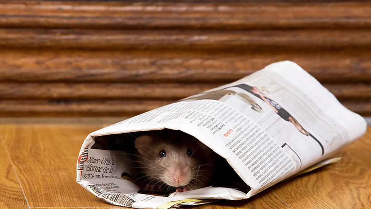 rat-
