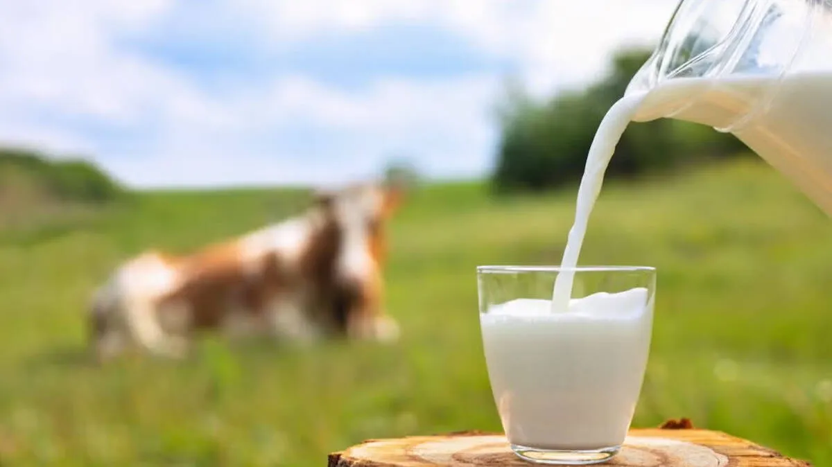 milk