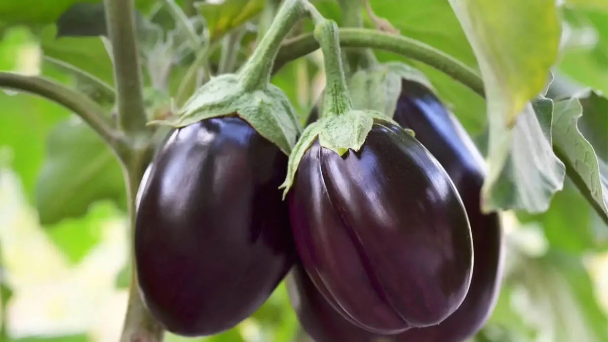 eggplant