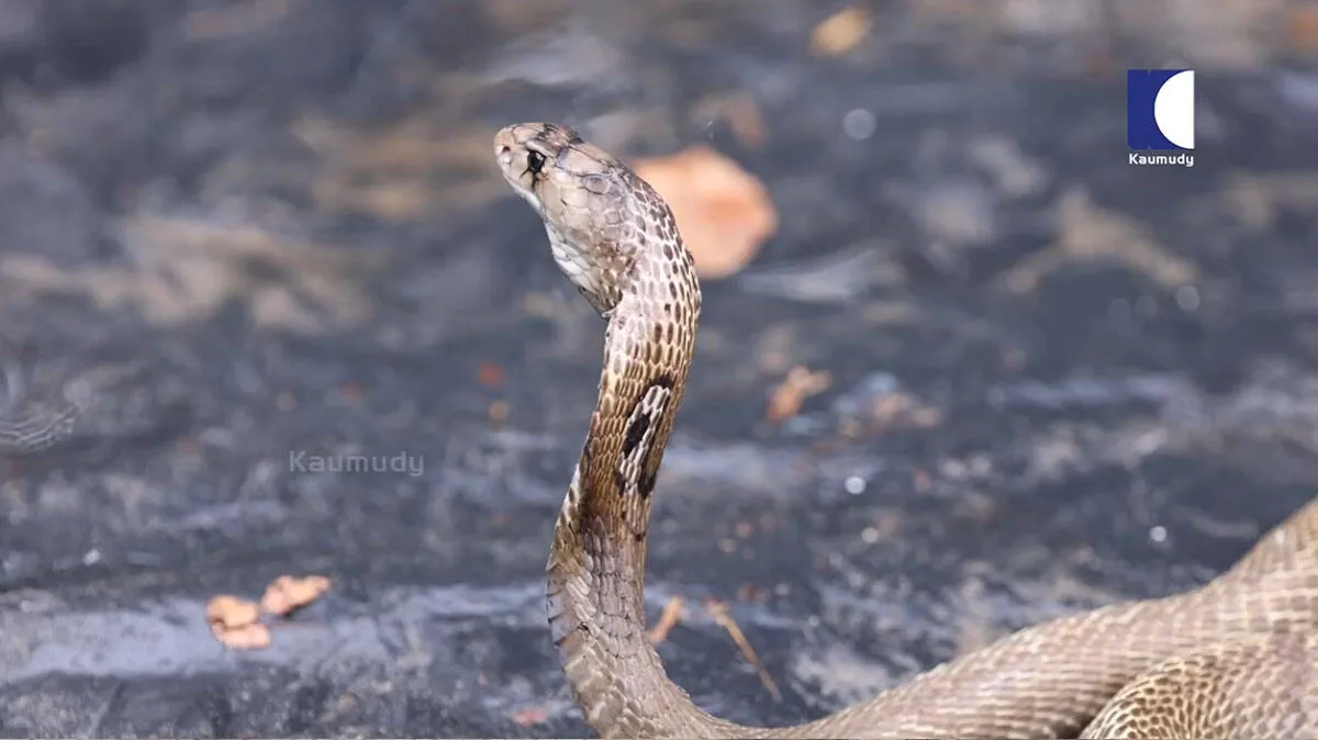 snake