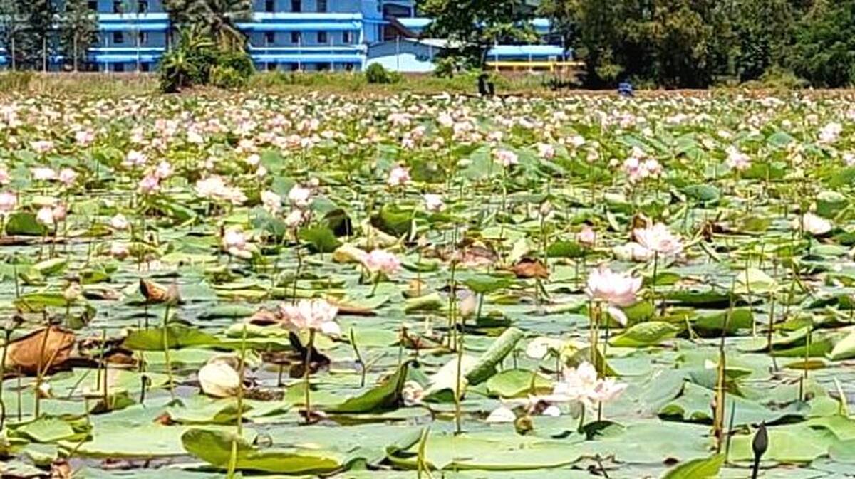 thamara