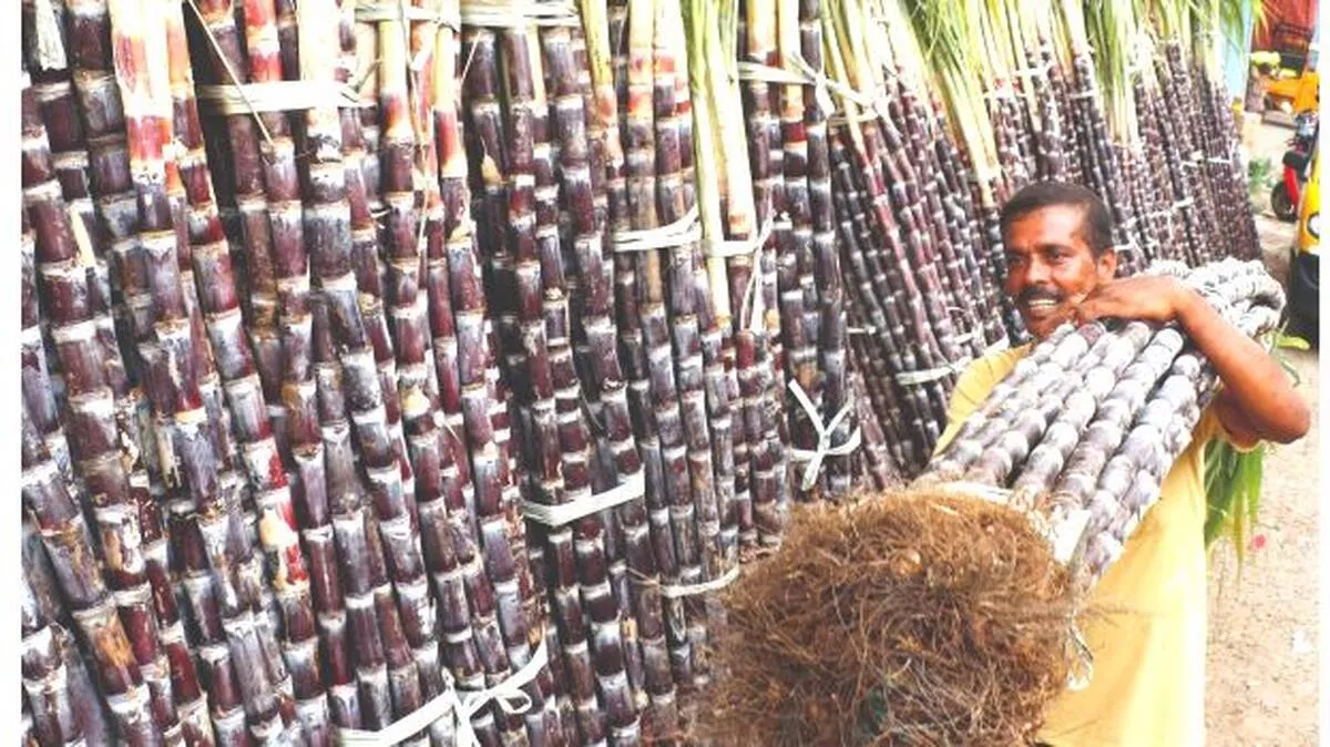sugarcane