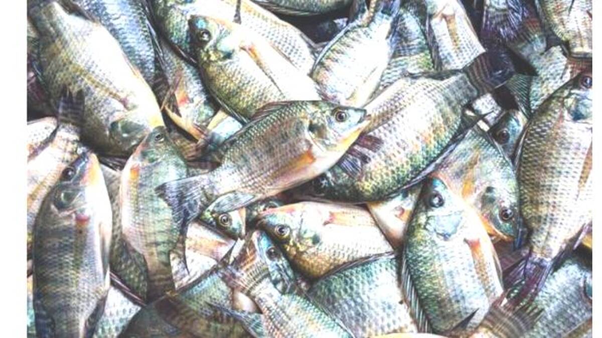 fish