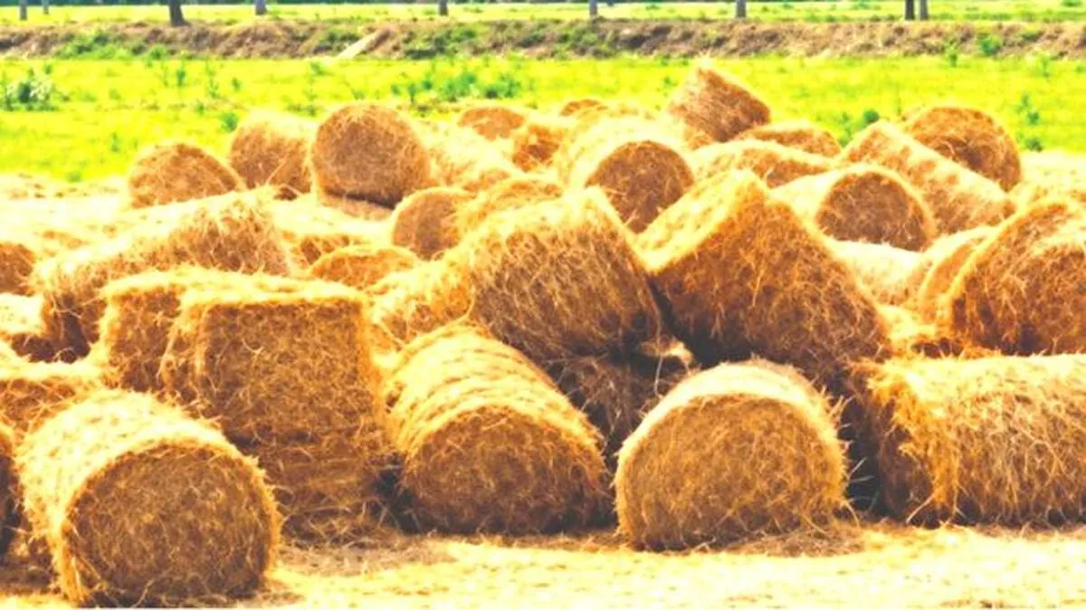 hay