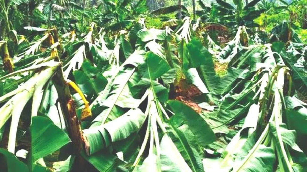 vazha