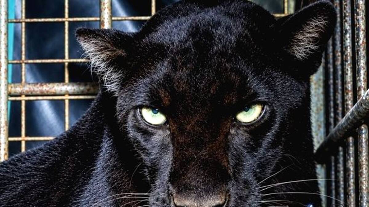 puli