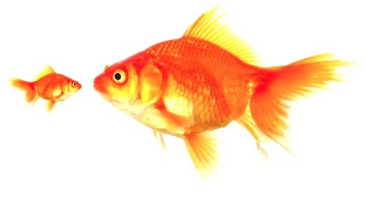 fish-