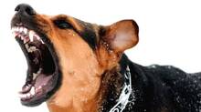 dog