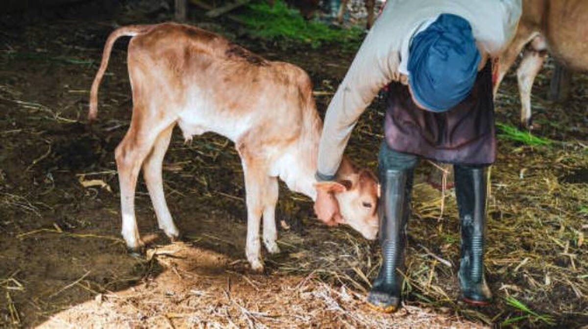 cow