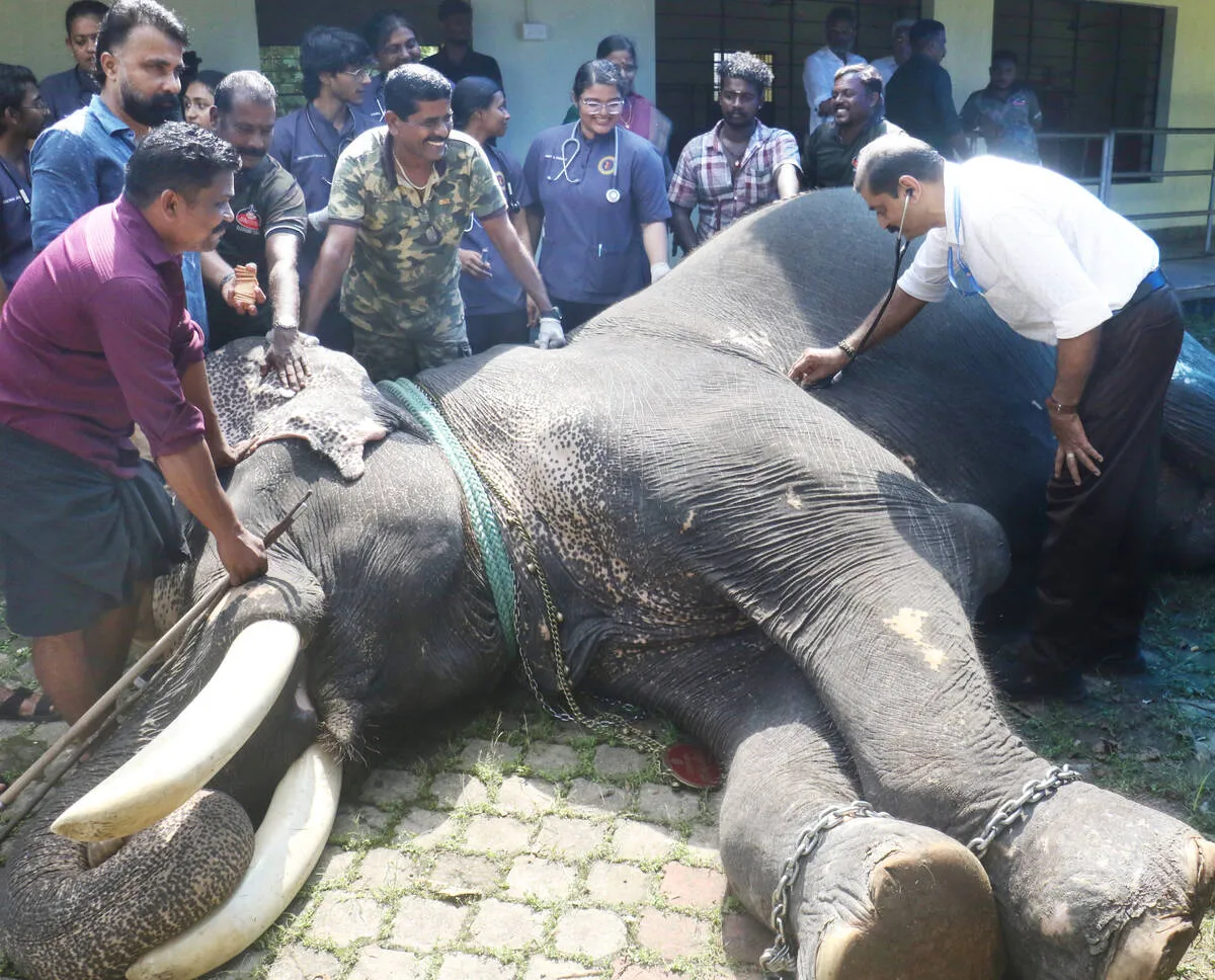 elephnat