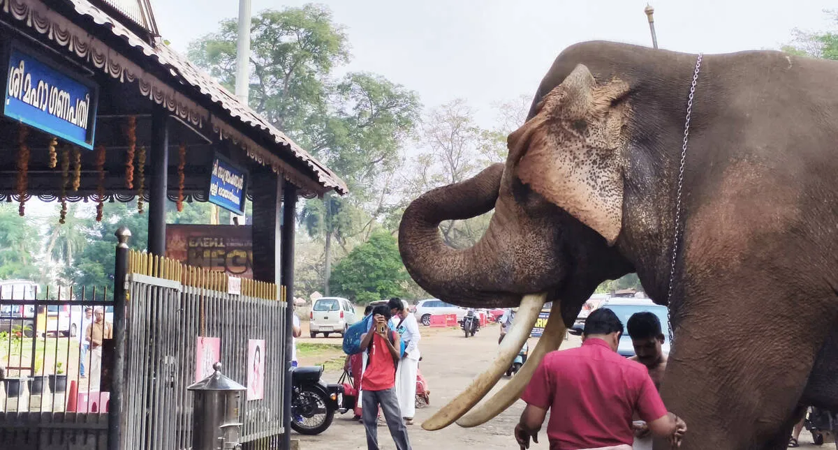 elephnat