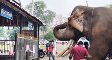 elephnat
