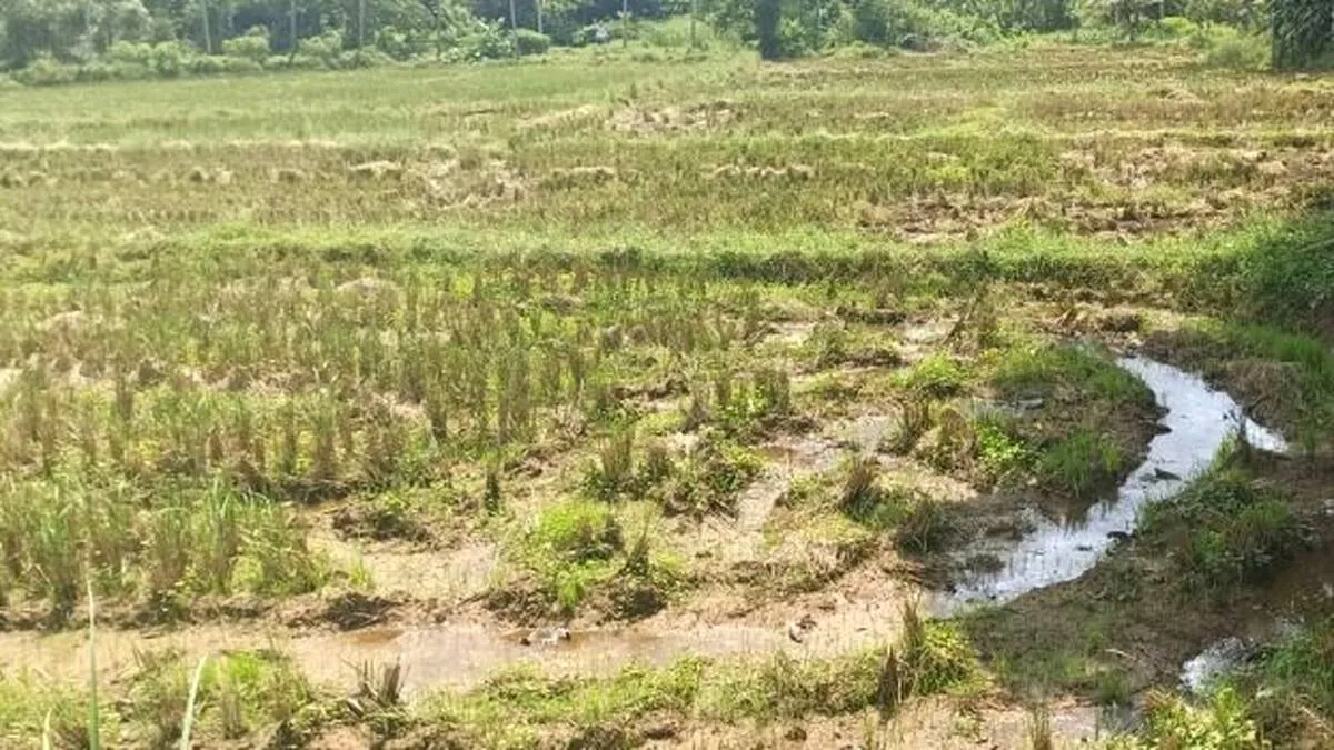 nelvayalukal