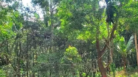 forest.1791911632