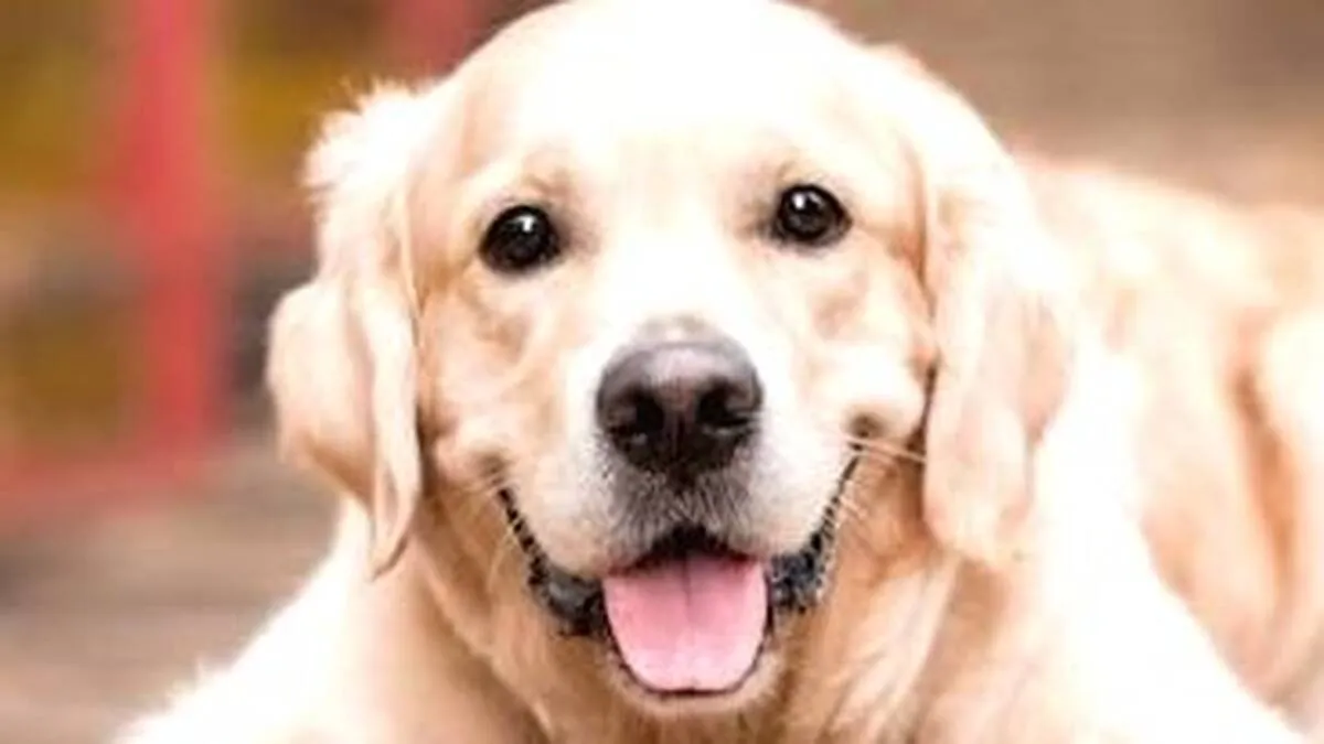 aa aa