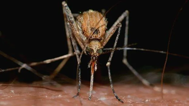 zika