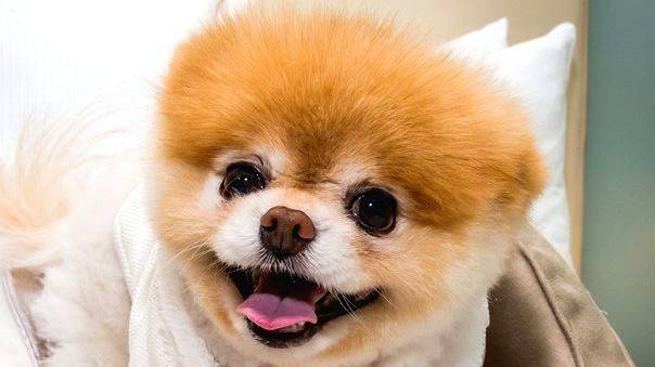 Fans mourn the death of Boo, the Pomeranian known as \'World\'s ...