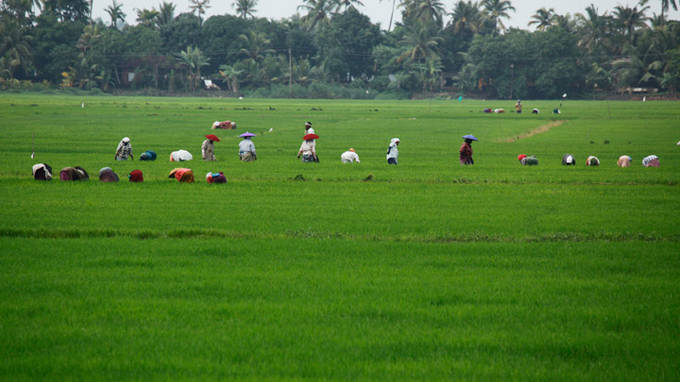 rice field harvest kerala