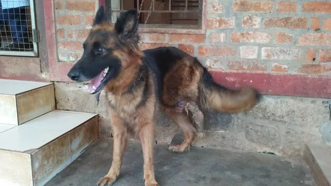 abandoned-german-shepherd