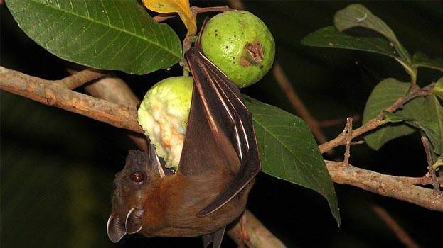 Nipah infection: Rotten guava suspected to be villain - KERALA ...