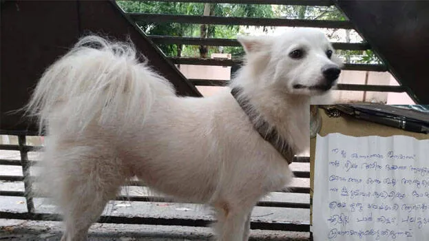 dog