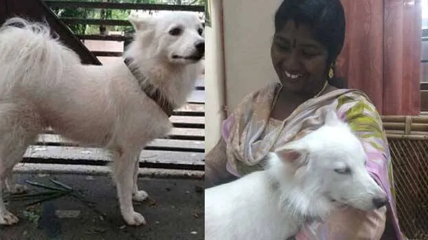 dog-owner